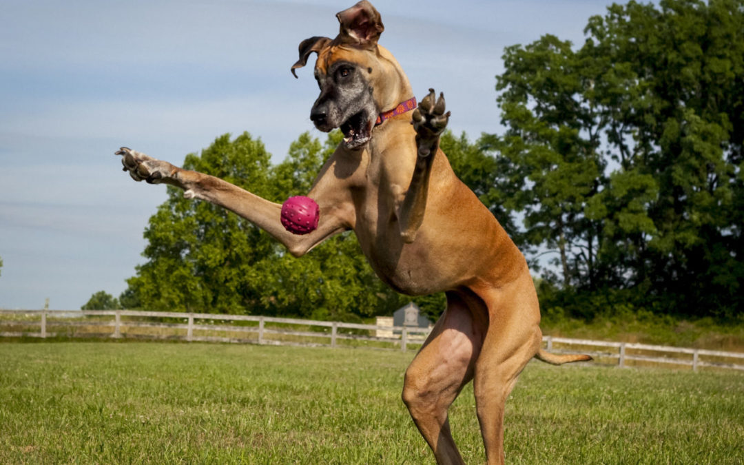 双汇国际收购案通过最后一道政策关【xingkong.com】(图1) 星空官网登录