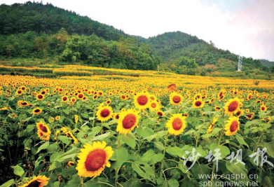 梅城镇:一双手绘鞋,一段战“疫”情“星空官网登录”(图1) 星空体育官网